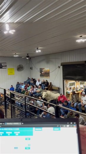 How can we thank everyone enough for an absolutely amazing weekend? 177 head of stock and some of the nicest horses we’ve ever had, along with some of the coolest and most unique outside items you could ask for. We truly hope everyone found what they came for—and maybe even a little something they didn’t know they needed! We appreciate each and every one of you. 🗓 This Friday, November 21 Join us for our Miscellaneous Chicken/Goat Sale! 🚫 No Sale on November 29 We will not be having a horse sa