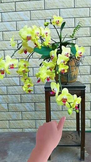 Vibrant Pink Flowering Plant Care Guide