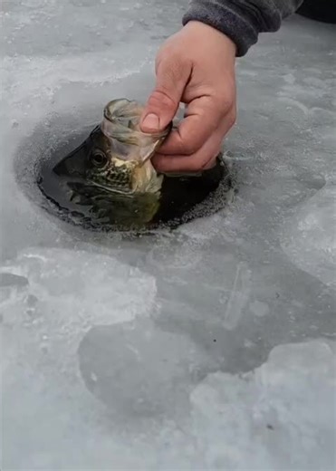 Crappie catch and release 😅. #michigan #fyp #foryourpage #fishing #ice