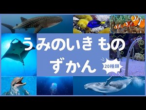 【海の生き物20種類！】海の生き物の名前わかるかな？｜図鑑の知育動画｜水族館