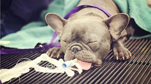 Study Illustrates The Sad State Of French Bulldogs