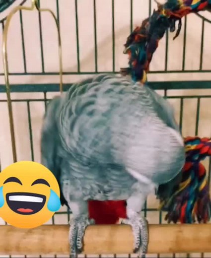 African Grey Parrot Interacts in Colorful Cage Setting