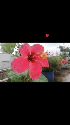 The Angry Chef on TikTok