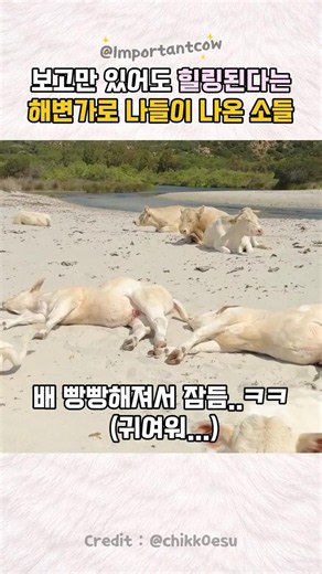 보고만 있어도 힐링된다는 해변가로 나들이 나온 소들