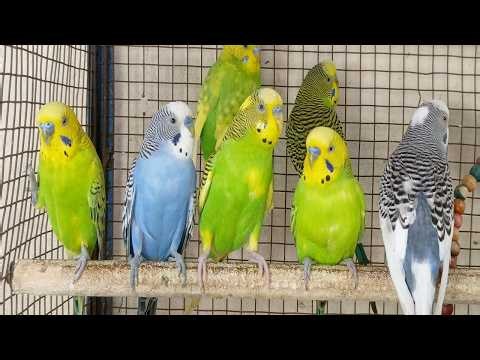 3 Hr Budgies Chirping Talking Singing Parakeets Sounds Reduce Stress , Relax to Nature Bird Sound