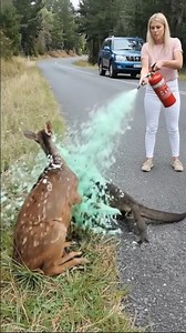 Woman Rescues Fawn from Deadly Lizard Near Road