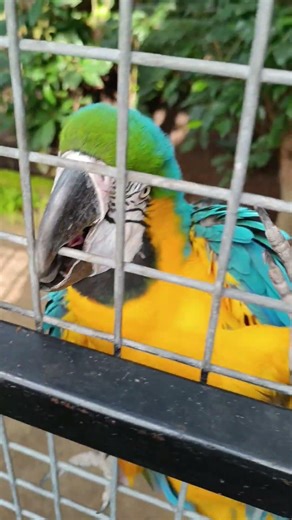 Funny parrot Ara #shorts #parrots #funny