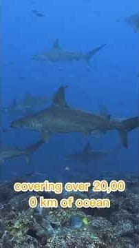 Shark Migration Patterns 🦈 How Sharks Migrate Thousands of Miles!