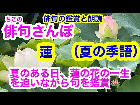 【俳句さんぽ・第77回】蓮（夏）夏のある日、蓮の花の一生を追いながら句を鑑賞しました！🪷