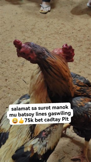 #friendsfollowersViewers #ChickenLover | Rb Junction Lines Kapangan