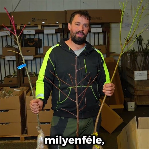 Nyereményjátékra fel!🎁 Találd ki, milyen fa az 1-es, 2-es és a 3-as, és nyerj Mystery Boxot!🌳