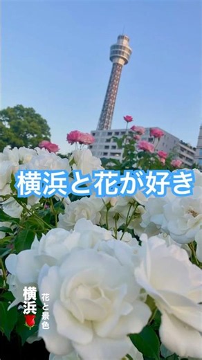横浜と花が好き、歩く楽しみIn神奈川県#1人時間 #癒し #japanlife #yokohama #横浜 #神奈川 #神奈川県 #歩く #健康習慣 #健康 #日本 #街歩き #散策 #ばらの花