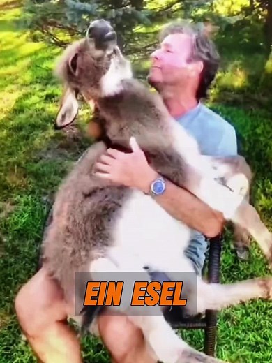 Warum mögen die Frau und ihre Familie diesen Esel so sehr?#tier #tiere