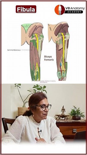 Fibula Anatomy Simplified | Side Identification, Muscles, Nerve #anatomy #fibula #shorts