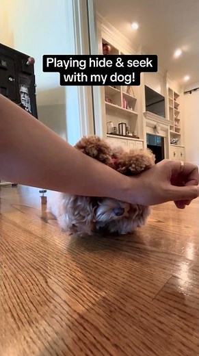 My Dog Knows How to Play Hide and Seek