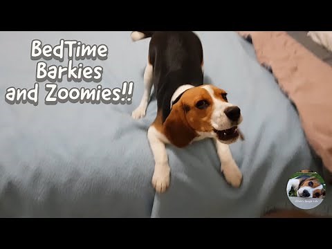 Beagle Barking and Howling on the bed, then out of nowhere... zoomies!!