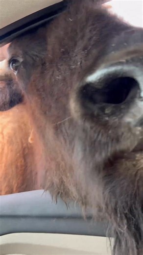 Very friendly.🥰 #yellowstone #best #bison #nature | Jake Slater