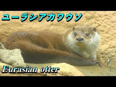 【可愛い動物】ユーラシアカワウソの生態 （Eurasian otter）