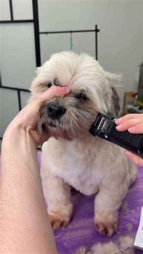 Fresh cut for Hugo 🐾