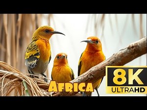 8K 60fps Beauty of Nature:Mesmerizing Wildlife Moments from BBC Earth, National Geographic, and More