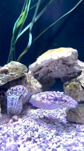 How many cuttlefish can you count? 🦑 Dwarf cuttlefish #cephalopod #shorts