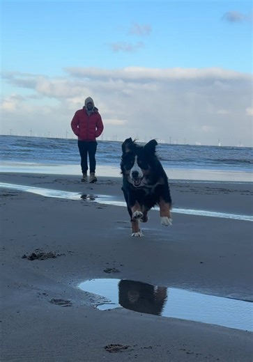 This is what unconditional love looks like 🐾🤍 #doglove #dogsofinstagram #petparents #unconditionallove #doglife