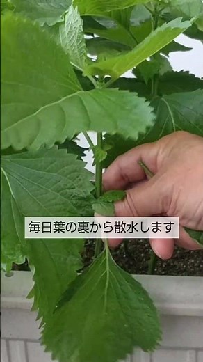 7/20【大葉（しそ）】ハダニ対策 この4つをすると無農薬でハダニがいなくなります