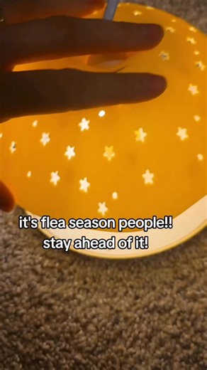 Fleas and bedbugs has been so bad this year 😭 This flea trap wiped all of them out ✋ #fleatrap #bedbugs #trap #bed #fleas #flea #usefulfinds #productfinds #homefinds #mosquitos #bugs #reels #explore | Shpaholicss