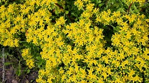 Small yellow flowers - Sedum. Ornamental and medicinal plant. Wild bees collect pollen. Latin name - Sedum acre Aureum.