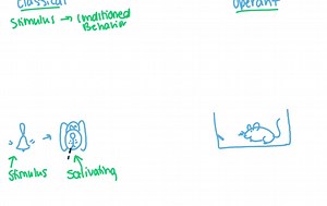 SOLVED:Latent learning provides evidence for a cognitive element in operant conditioning because a. it occurs without any obvious reinforcement. b. it requires both positive and negative reinforcement. c. it points toward the operation of a neural reward center. d. it depends on a stimulus-response relationship.
