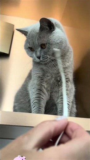 Focused AF… This Cat Takes String Toys VERY Seriously 😼