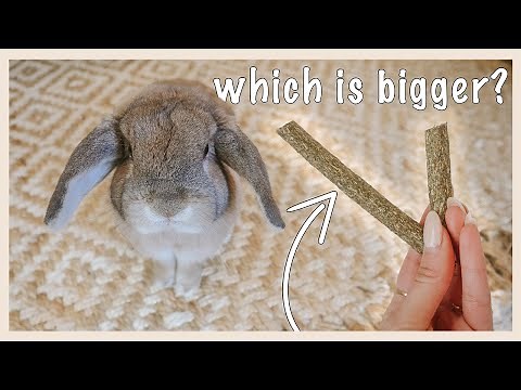 Testing My Rabbit's Intelligence