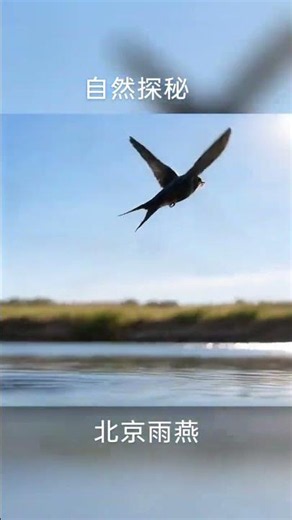 雨燕，就是傳說中「無足鳥」的現實原型。 雨燕不是沒有腳，只是它的身體結構高度特化，完全為飛行而生，基本喪失了地面能力。 雨燕的足部結構和絕大多數鳥類完全不同。普通鳥類是三前一後腳趾，方便站立
