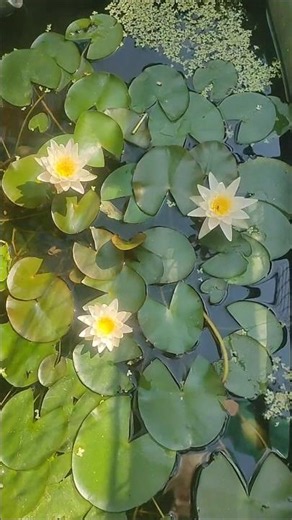 die kleinste Seerose der Welt in atemnehmender Schönheit 🙏😍👌