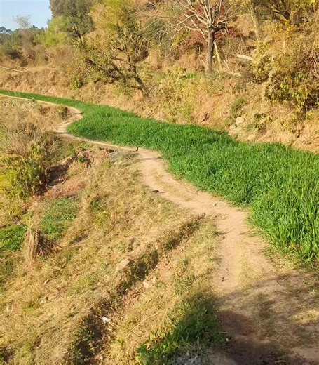 Bird Photography Tips Using Google Pixel