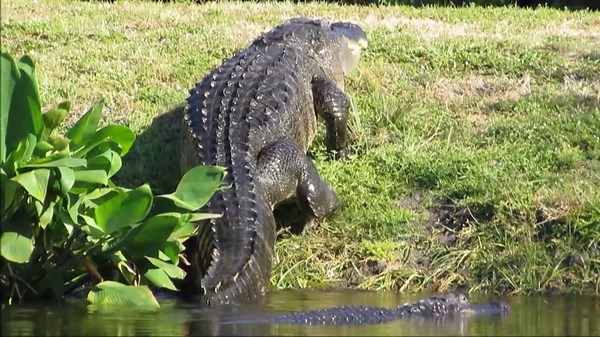 Giant 15 Ft Alligator Caught on Camera