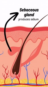 Amazing Facts About Your Body's Largest Organ