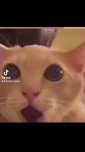 Shocked cat 🐱 #fyp #funny #meme #memes #cat