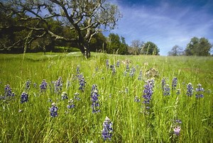 Bouverie Preserve hosts 'Earth to Art' naturalist program