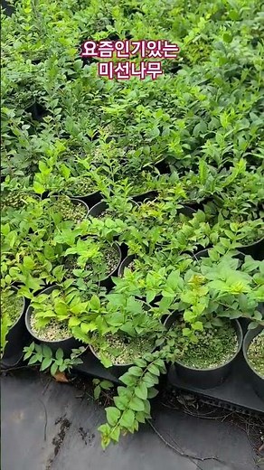 미선나무 주문 조경수 산림 임업 농업 6차산업 귀농귀촌정보 독림가 임산물 식물원 휴양림 숲경영체험림 숲해설사 휴양림 숲속야영장 산림청