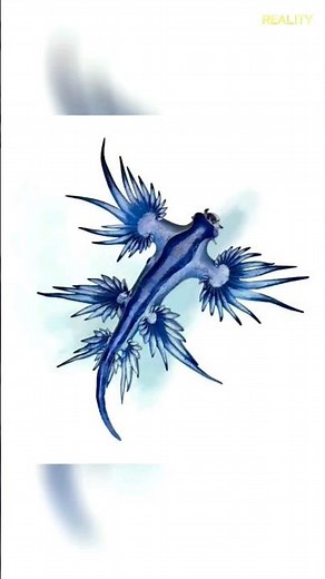 Glaucus Atlanticus - The Blue Dragon of the Sea