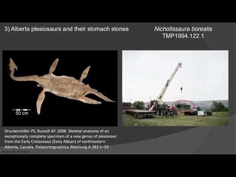Swallowing Stones – The Mysteries of Stomach Stones in Alberta Plesiosaurs