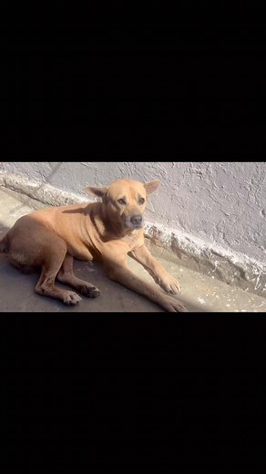 #dog #doglover | Pi Pi