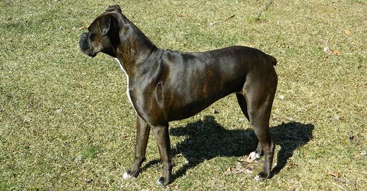 What is a Reverse Brindle Dog? (with Examples)