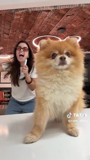 Dog Training Gone Wrong: Hilarious Trend Fails