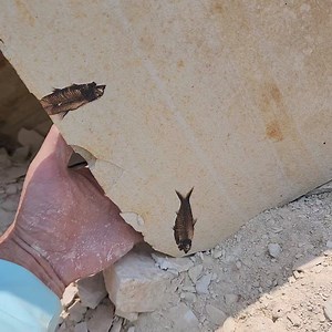 348K views · 10K reactions | If you were ever wondering what to expect while digging on one of our tours within the Green River formation, these are some of the specimens you can potentially discover. #greenriverformation ##naturalhistory #palaeontology #wyoming #tour #tour2024 #tours #PaleontologyExperience ##PaleoFieldwork #PaleontologyExperience #traveling #travel #adventure #experience #kemmererwyoming #rock | In Stone Fossils | Facebook