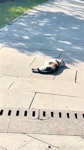 Big Ice Liu Zi: Unveiling the Mystery of China's Ice Queen