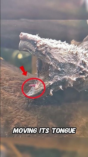 This Turtle Has a WORM for a Tongue 🐢 #facts #animals #wildlife