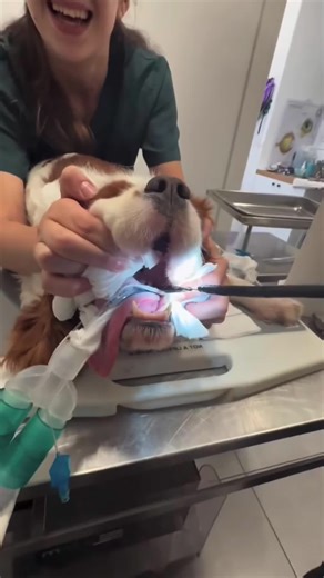 The goofy dog thinks he can eat anything #dogsoftiktokviral #foryou | dogs