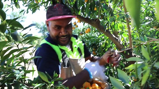 At the end of last year, we announced the Pacific Australia Labour Mobility (PALM) scheme. Today, it officially commences! New features will be phased in from today, including: • a single PALM scheme visa stream with extended validity of up to 4 years for long-term workers and with the provision of multiple entries • the ability for eligible seasonal workers to move into longer-term roles while already in Australia • expansion of our regional presence to better connect with industry and improve